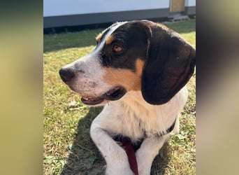 Urmel, geb. ca. 08/2024, lebt auf einer Pflegestelle in 37075 Göttingen