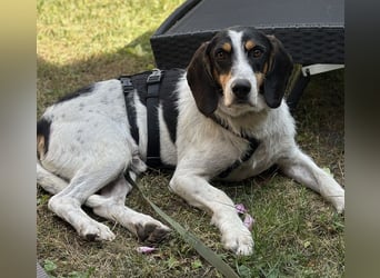 Urmel, geb. ca. 08/2024, lebt auf einer Pflegestelle in 37075 Göttingen