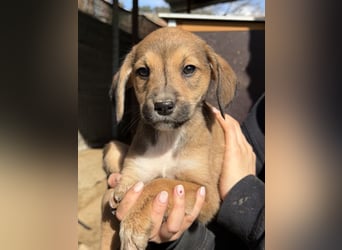 Lurelia, geb. 12/2025, lebt in GRIECHENLAND, auf einer privaten Pflegestelle