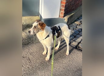 Blesso, geb. ca. 01/2025, lebt auf einer Pflegestelle in 48565 Steinfurt