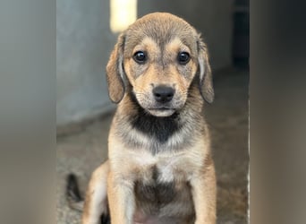 Lotte, geb. ca. 05/2026, lebt in GRIECHENLAND, im städt. Tierheim Serres