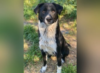 Sora, geb. ca 03/2025, lebt in GRIECHENLAND, auf einer privaten Pflegestelle