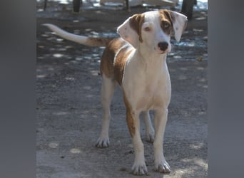 Nivara, geb. ca. 11/2024, lebt in GRIECHENLAND, auf einer privaten Pflegestelle