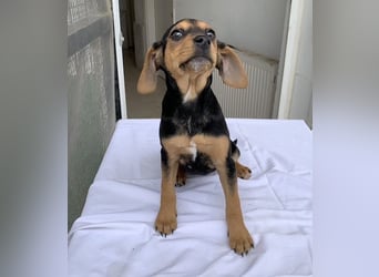 Linaria, geb. ca. 12/2025, lebt in GRIECHENLAND, im städt. Tierheim Serres