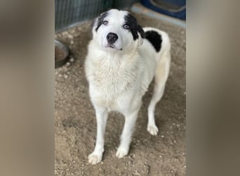 Joletta, geb. ca. 04/2025, lebt in GRIECHENLAND, auf einer privaten Pflegestelle