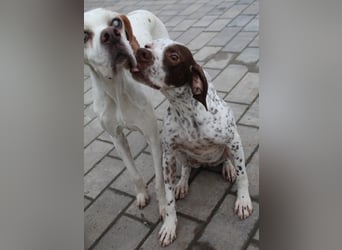 Acira, geb. ca. 04/2023, lebt auf einer Pflegestelle in 67735 Mehlbach