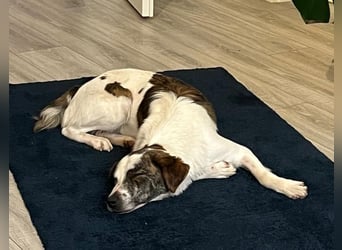 Blesso, geb. ca. 01/2025, lebt auf einer Pflegestelle in 48565 Steinfurt