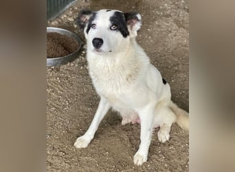 Joletta, geb. ca. 04/2025, lebt in GRIECHENLAND, auf einer privaten Pflegestelle