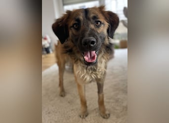 Strolch, geb. ca. 04/2024, lebt auf einer Pflegestelle in 71272 Renningen