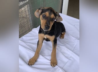 Linaria, geb. ca. 12/2025, lebt in GRIECHENLAND, im städt. Tierheim Serres