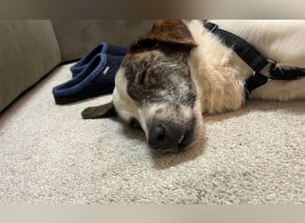 Blesso, geb. ca. 01/2025, lebt auf einer Pflegestelle in 48565 Steinfurt