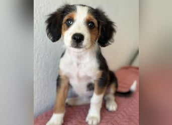 Clea, geb. ca. 06/2026, lebt in GRIECHENLAND, im städt. Tierheim Serres