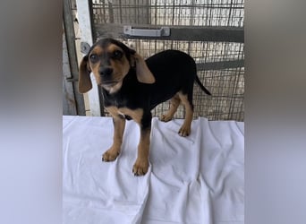 Linaria, geb. ca. 12/2025, lebt in GRIECHENLAND, im städt. Tierheim Serres