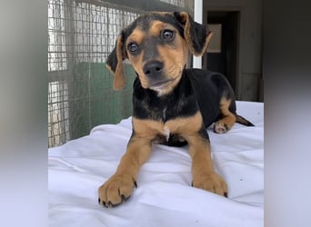 Linaria, geb. ca. 12/2025, lebt in GRIECHENLAND, im städt. Tierheim Serres