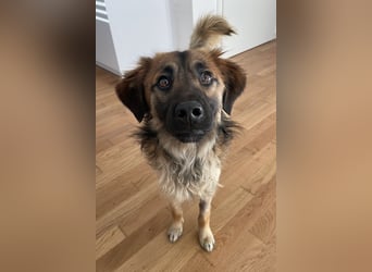 Strolch, geb. ca. 04/2024, lebt auf einer Pflegestelle in 71272 Renningen