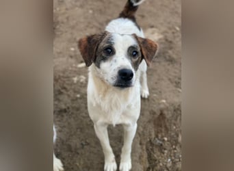 Blesso, geb. ca. 01/2025, lebt auf einer Pflegestelle in 48565 Steinfurt