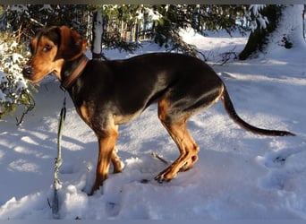 Solen, geb. ca. 04/2025, lebt bei einem Ehepaar in 79733 Görwihl