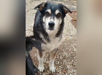 Toula, geb. ca. 04/2015, lebt in GRIECHENLAND, auf einer privaten Pflegestelle