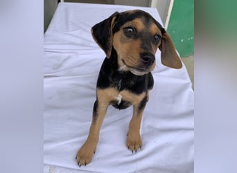 Linaria, geb. ca. 12/2025, lebt in GRIECHENLAND, im städt. Tierheim Serres