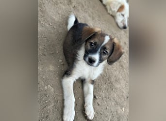 Bambi, geb. ca. 04/2026, lebt in GRIECHENLAND, auf einer privaten Pflegestelle