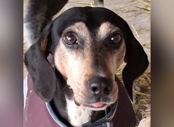 Magura, geb. ca. 01/2018, lebt in GRIECHENLAND, auf einer privaten Pflegestelle