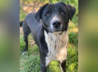 Sora, geb. ca 03/2025, lebt in GRIECHENLAND, auf einer privaten Pflegestelle