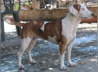 Nivara, geb. ca. 11/2024, lebt in GRIECHENLAND, auf einer privaten Pflegestelle