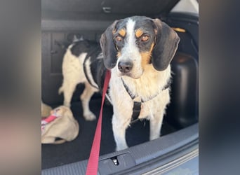 Urmel, geb. ca. 08/2024, lebt auf einer Pflegestelle in 37075 Göttingen