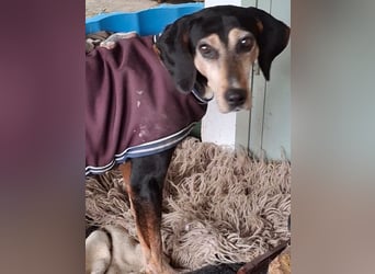 Magura, geb. ca. 01/2018, lebt in GRIECHENLAND, auf einer privaten Pflegestelle