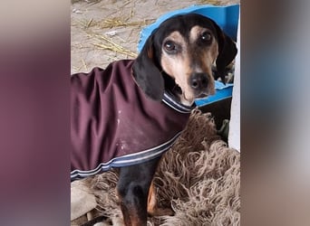 Magura, geb. ca. 01/2018, lebt in GRIECHENLAND, auf einer privaten Pflegestelle