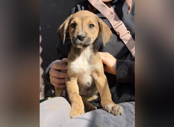 Lurelia, geb. 12/2025, lebt in GRIECHENLAND, auf einer privaten Pflegestelle