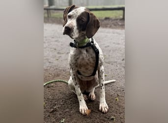 Acira, geb. ca. 04/2023, lebt auf einer Pflegestelle in 67735 Mehlbach