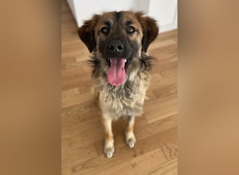 Strolch, geb. ca. 04/2024, lebt auf einer Pflegestelle in 71272 Renningen