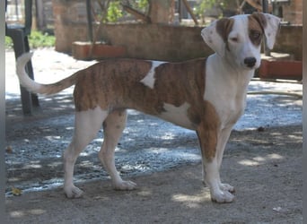 Nivara, geb. ca. 11/2024, lebt in GRIECHENLAND, auf einer privaten Pflegestelle