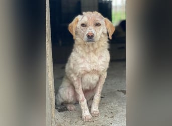 Lumina, geb. ca. 08/2025, lebt in GRIECHENLAND, im städt. Tierheim Serres