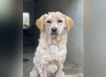 Lumina, geb. ca. 08/2025, lebt in GRIECHENLAND, im städt. Tierheim Serres