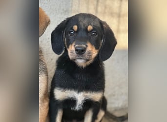 Luise, geb. ca. 05/2026, lebt in GRIECHENLAND, im städt. Tierheim Serres