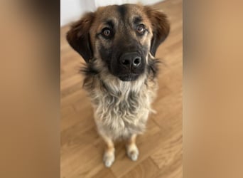 Strolch, geb. ca. 04/2024, lebt auf einer Pflegestelle in 71272 Renningen