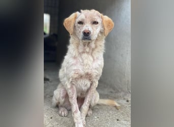 Lumina, geb. ca. 08/2025, lebt in GRIECHENLAND, im städt. Tierheim Serres