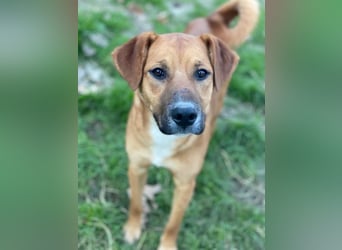 Hunter, geb. ca. 02/2025, lebt in GRIECHENLAND, auf einer privaten Pflegestelle, 60528 Frankfurt