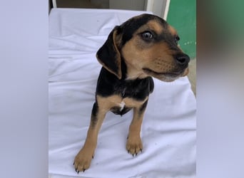 Linaria, geb. ca. 12/2025, lebt in GRIECHENLAND, im städt. Tierheim Serres