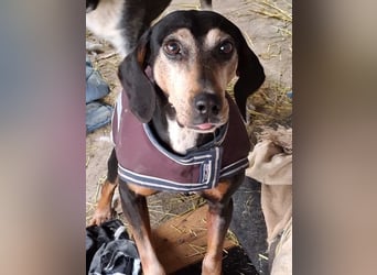 Magura, geb. ca. 01/2018, lebt in GRIECHENLAND, auf einer privaten Pflegestelle