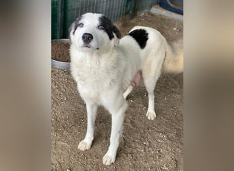 Joletta, geb. ca. 04/2025, lebt in GRIECHENLAND, auf einer privaten Pflegestelle