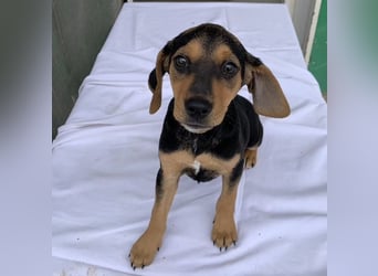 Linaria, geb. ca. 12/2025, lebt in GRIECHENLAND, im städt. Tierheim Serres