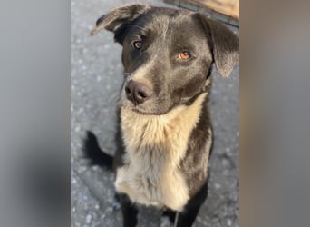 Sora, geb. ca 03/2025, lebt in GRIECHENLAND, auf einer privaten Pflegestelle