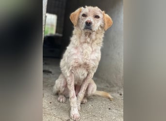 Lumina, geb. ca. 08/2025, lebt in GRIECHENLAND, im städt. Tierheim Serres