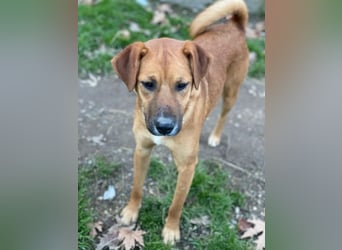 Hunter, geb. ca. 02/2025, lebt in GRIECHENLAND, auf einer privaten Pflegestelle, 60528 Frankfurt