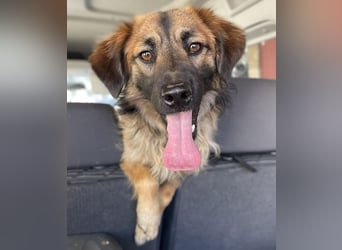 Strolch, geb. ca. 04/2024, lebt auf einer Pflegestelle in 71272 Renningen