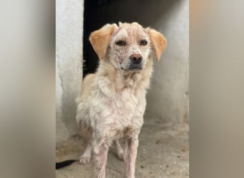 Lumina, geb. ca. 08/2025, lebt in GRIECHENLAND, im städt. Tierheim Serres