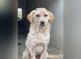 Lumina, geb. ca. 08/2025, lebt in GRIECHENLAND, im städt. Tierheim Serres